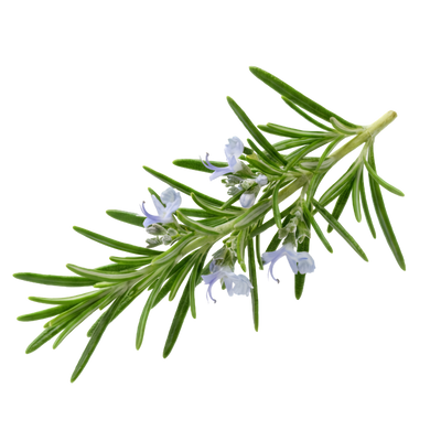 Rosemary Extract